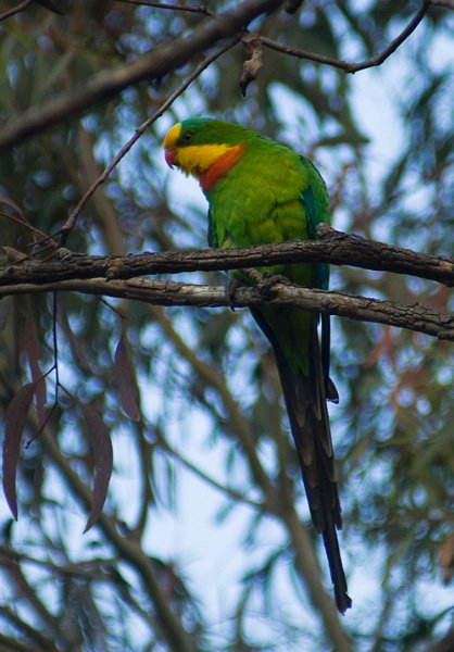 superb parrot.jpg